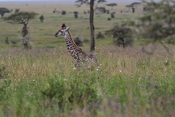 Masai Giraffe, Baby Giraffe around two weeks old, Serengeti, Tanzania