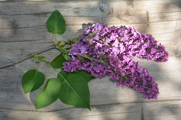 Lila Flieder Zweig mit grünen Blättern auf Holz