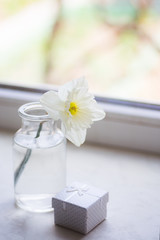 One spring flower of white narcissus in glass vase with gift box near window in daylight