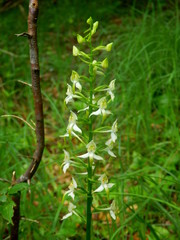 Close up of the Lesser Butterfly Orchid (Plantanthera bifolia)
