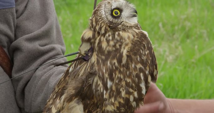 Biologists use pliers to lock GPS harness into place on short eared owl