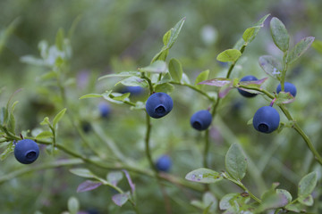 blueberry