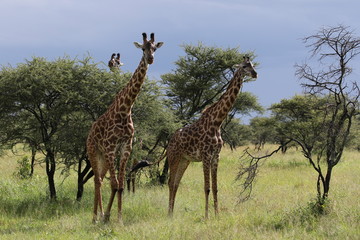 Masai Giraffe, Herd in the Evening, Serengeti, Tanzania
