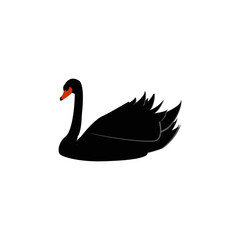 Vector isolated illustration of black swan white background.