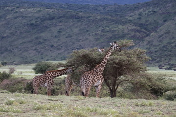 Masai Giraffe, Herd in the Evening, Serengeti, Tanzania