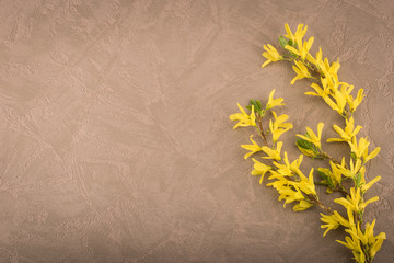 Flowering forsythia branch. Textured background, space for text