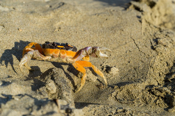 Friendly, smiling crab showing its claws on the beach.