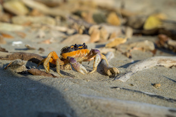 Friendly, smiling crab showing its claws on the beach.