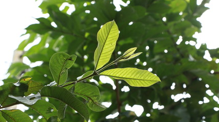 Green Leaves and branches in waving and moving in natural breeze
