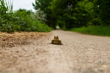 Kröte steht auf dem Weg