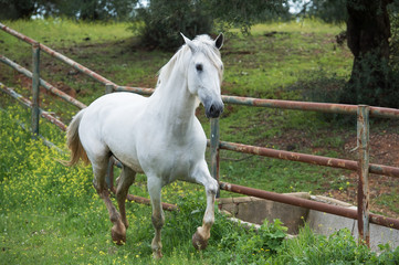 Obraz na płótnie Canvas white pure spanish,Andalusian running in his paddock
