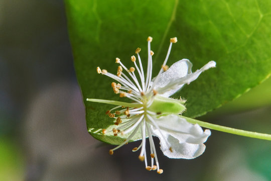 Flower eugenia uniflora surinam cherry with leaf in background macro photograph