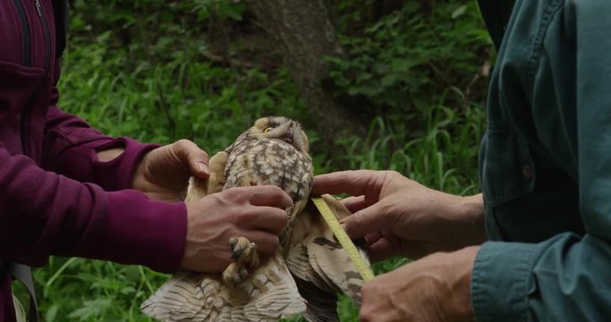 Biologists measure wings of long eared owl with tape