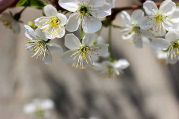 Flowering cherry tree