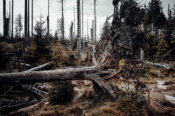 Baumsterben durch den Borkenkäfer im Harz