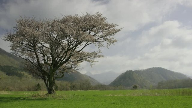 北海道の春 一本桜