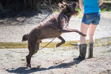 Large, furry, brown dog leaping up to playfully bite teen on the arm while they are running together on the dry beach in the spring.