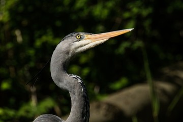 Graureiher Portrait 
