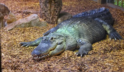 crocodile femelle dans son aquarium