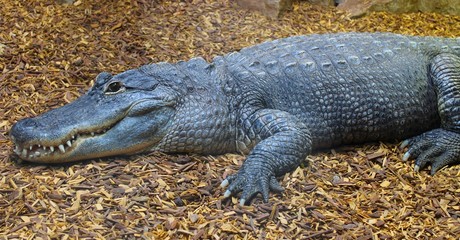 crocodile femelle dans son aquarium