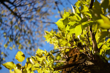 spring leaves against the sky