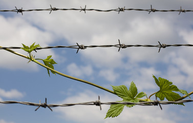 Green Vine Growing Through Barbed Wire Against Blue Sky