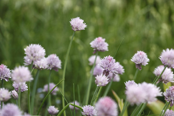 Chives in the garden with purple flowers