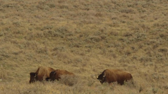 Slow motion - bison herd running across prairie tight