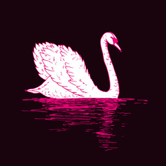 Vector swan illustration with reflection. Swimming elegant swan bird, beautiful wild nature sketch. Royal swan ink outline illustration, hand drawn animal. - 205581577