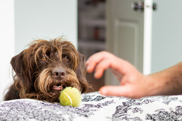 Large furry brown dog teasing his owner with the tennis ball