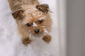 Fawn colored small dog waiting at the door with its beard covered in snow