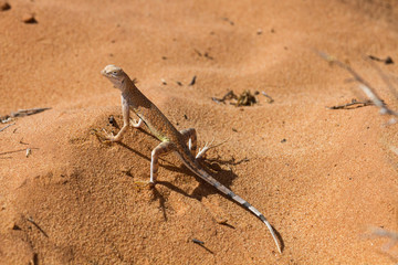 Great Basin Whiptail 4