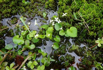 White Violets growing in an acidic bog