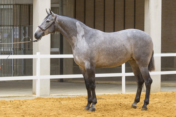 Yegua espa&ntilde;ola