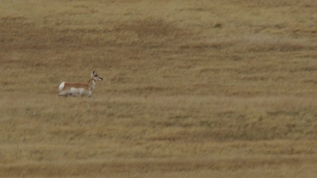 Slow motion pronghorn running in grass
