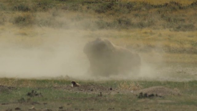 Slow motion - Bull Bison rolling in wallow