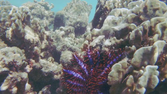 Voracious Coral Killer Crown Of Thorns Starfish, Acanthaster Planci, Feeding On A Heliopora Coral In The Maldives.
