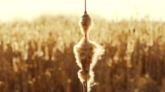 Blowing Bulrush Seeds on Wind