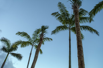 Fototapeta premium Palm trees in the sky