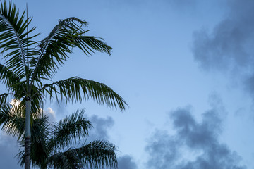 Fototapeta premium Palm trees in the sky