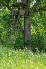 Hochstand am Baum