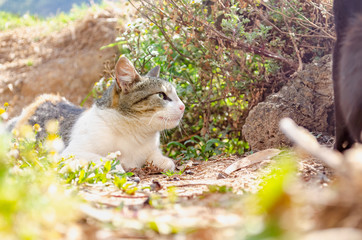 
White cat lying in the field, staring at another big black cat, loose in the nature with sunlight and plants around