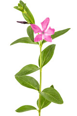 Pink flower of periwinkle, lat. Vinca, isolated on white background