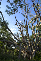Colossal preserved tree