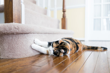 Calico cat scratching nails on carpet floor stairs steps staircase inside indoor house, home,...