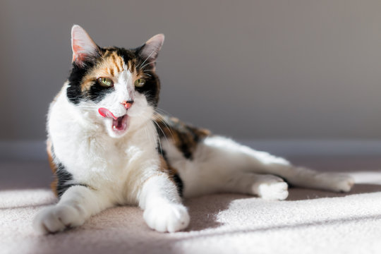 Closeup of hungry calico cat on living room bedroom room carpet floor grooming with tongue out licking with soft sunlight