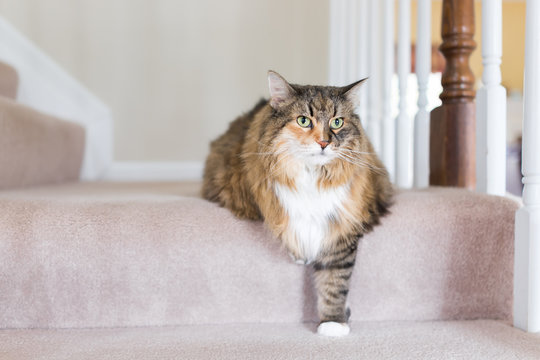 Maine coon calico cat funny resting one paw on carpet floor steps indoors inside house comfortable, large breed neck mane or ruff