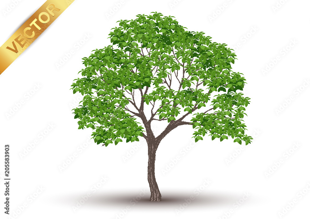 Wall mural beautiful tree realistic on a white background.