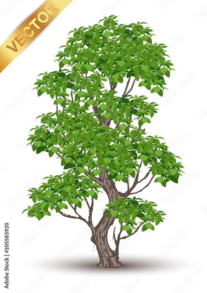 Poster beautiful tree realistic on a white background.