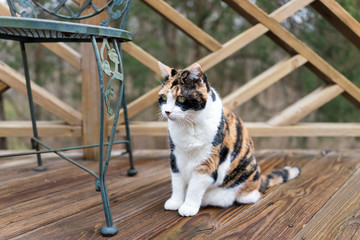 Calico cat sitting on wooden deck looking on terrace, patio, outdoor garden house on floor by metal chair
